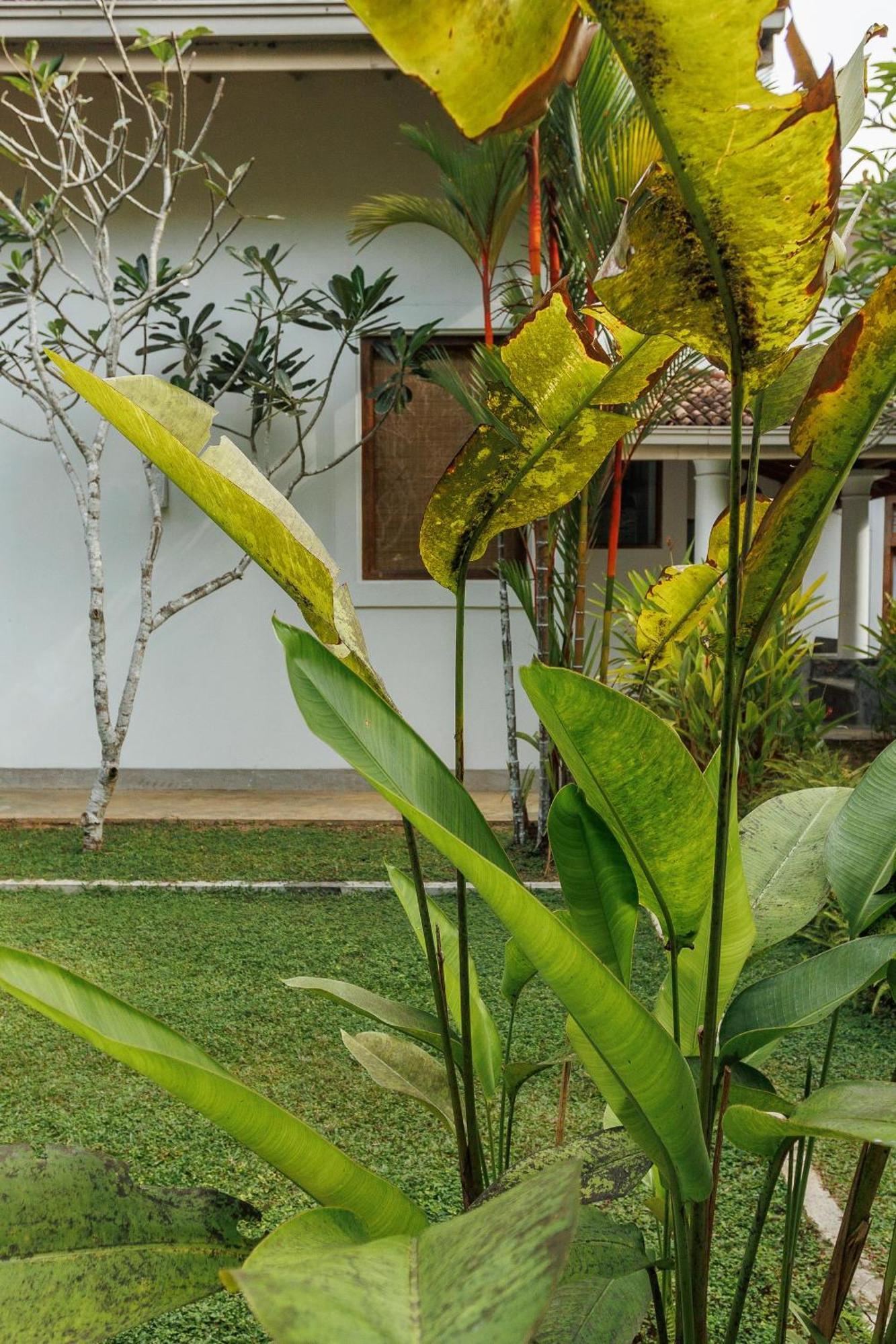 Villa White Queen Galle Exterior photo